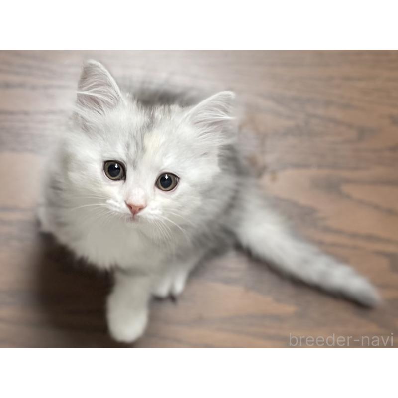 成約済の愛知県のミヌエット-129448の10枚目