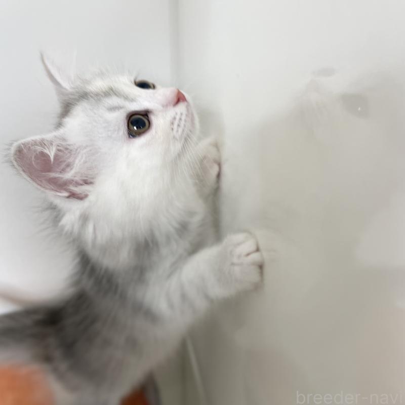 成約済の愛知県のミヌエット-129448の9枚目