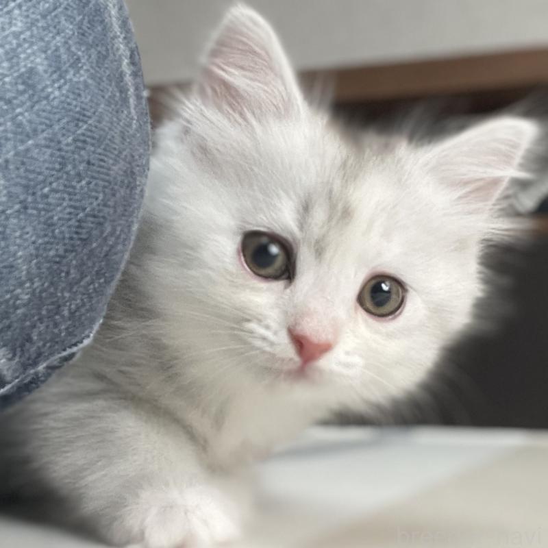 成約済の愛知県のミヌエット-129448の8枚目