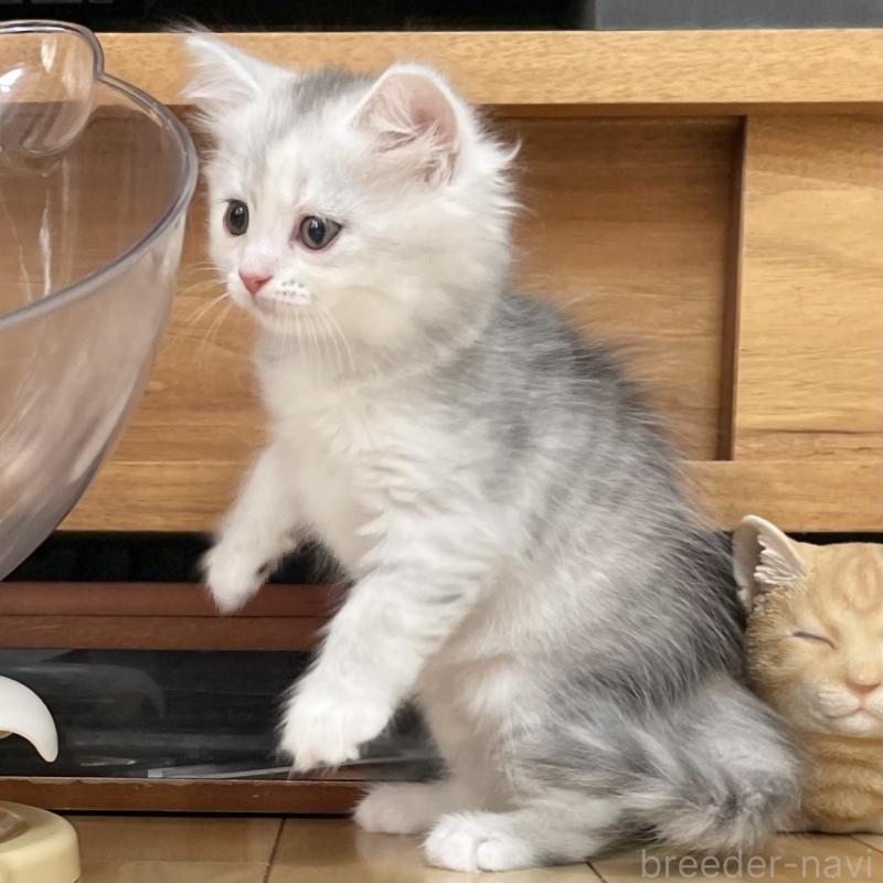 成約済の愛知県のミヌエット-129448の7枚目