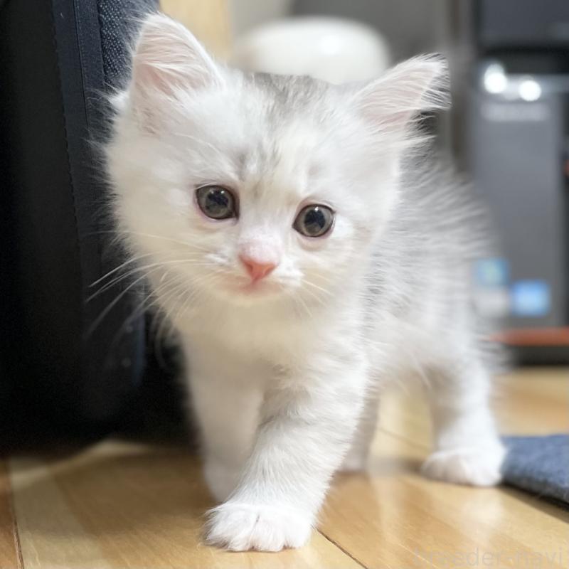 成約済の愛知県のミヌエット-129448の6枚目