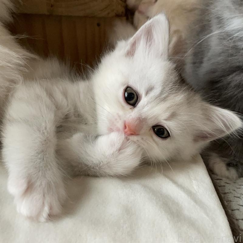 成約済の愛知県のミヌエット-129448の5枚目