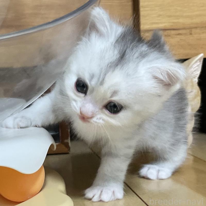 成約済の愛知県のミヌエット-129448の4枚目