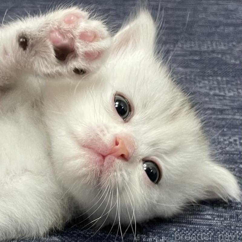 成約済の愛知県のミヌエット-129448の3枚目