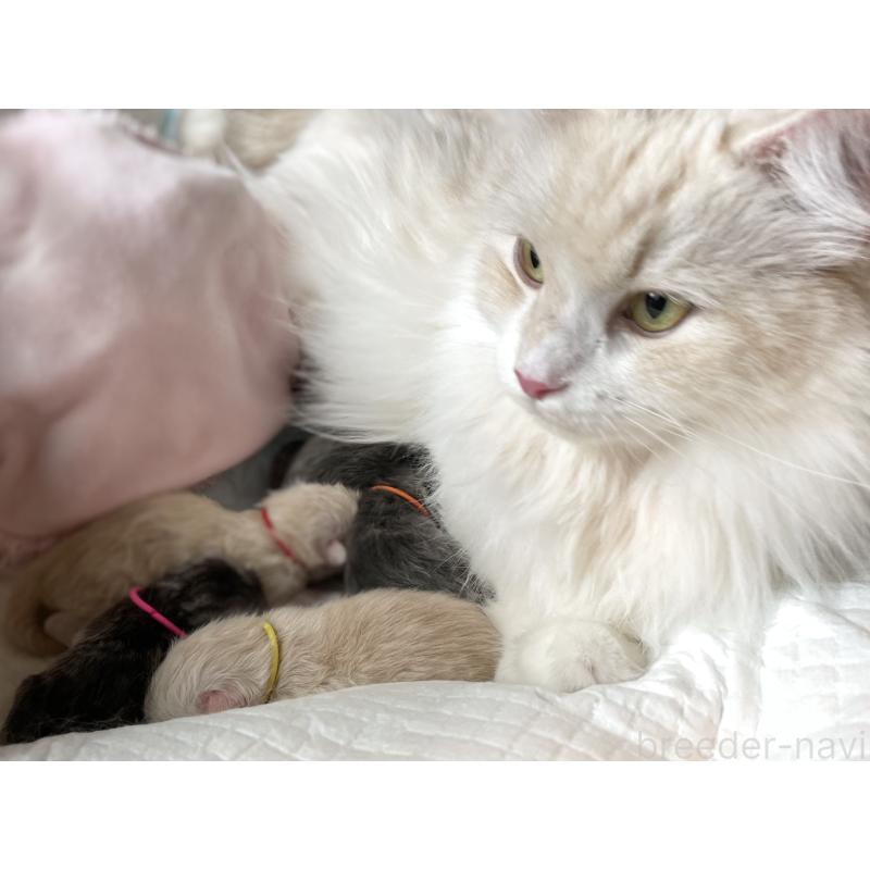 成約済の愛知県のミヌエット-129448の2枚目