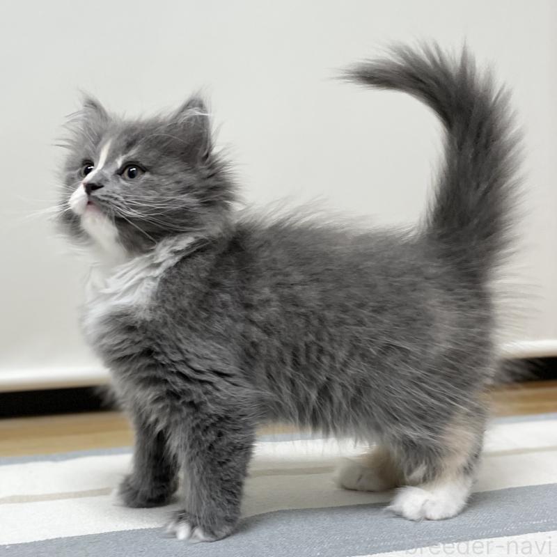 販売中の愛知県のミヌエット-129450