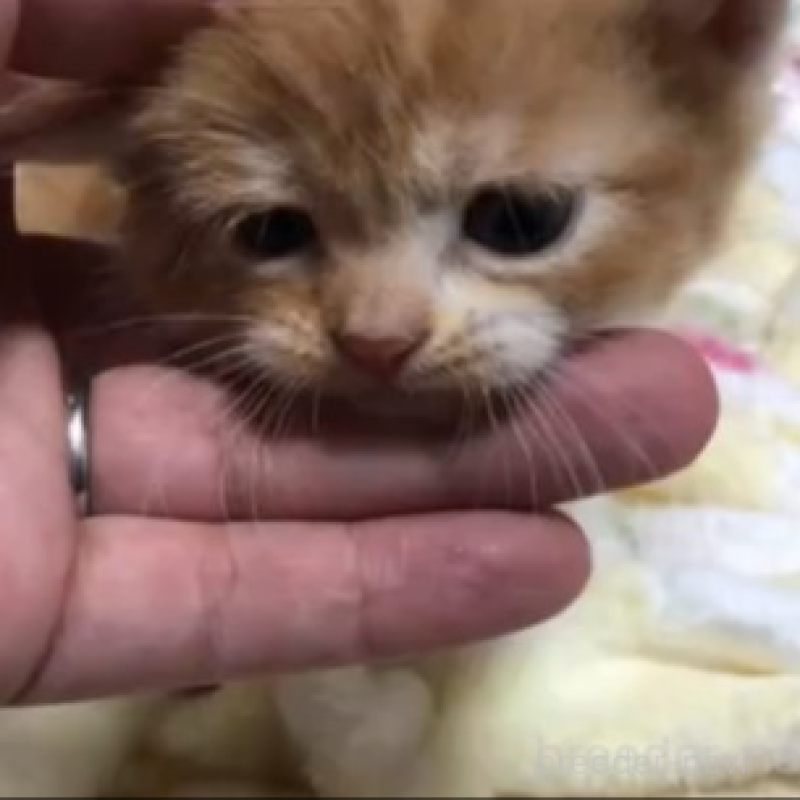 販売中の千葉県のスコティッシュストレート-131976の6枚目