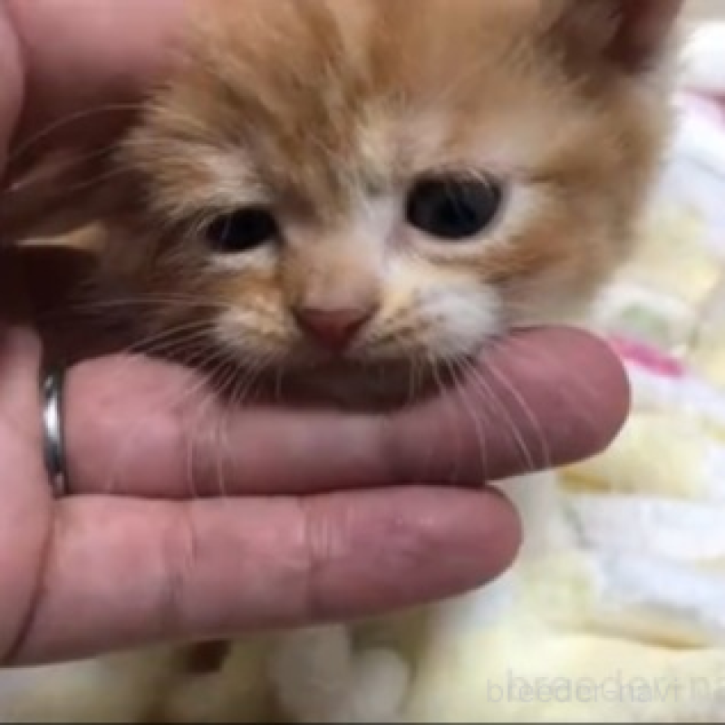 販売中の千葉県のスコティッシュストレート-131976の5枚目