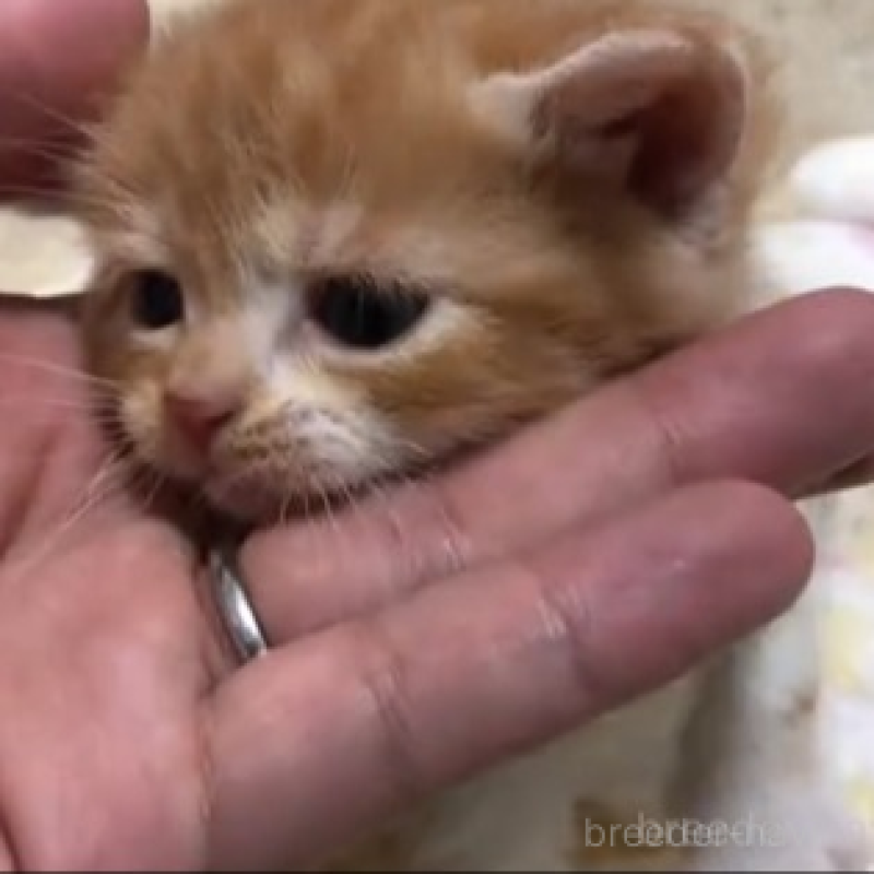 販売中の千葉県のスコティッシュストレート-131976の4枚目