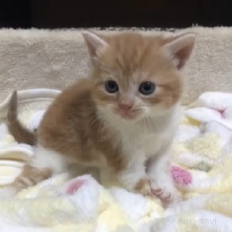 販売中の千葉県のスコティッシュストレート-131976の3枚目