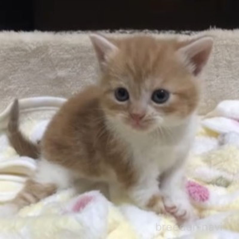 販売中の千葉県のスコティッシュストレート-131976の2枚目