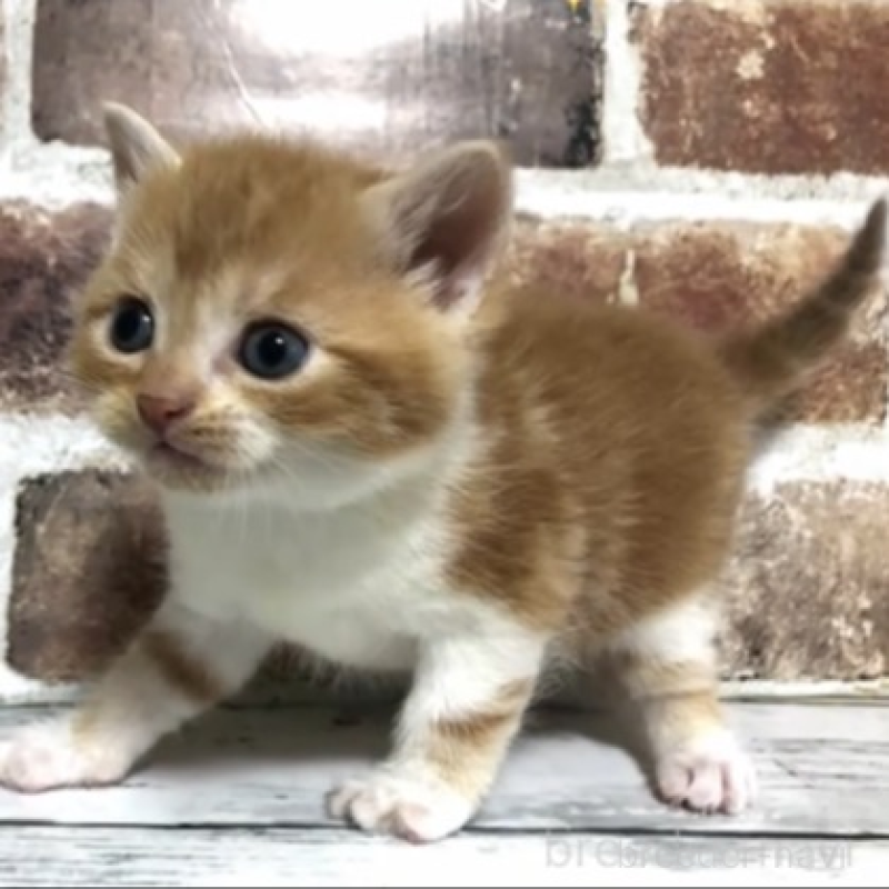 販売中の千葉県のスコティッシュストレート-131976の1枚目