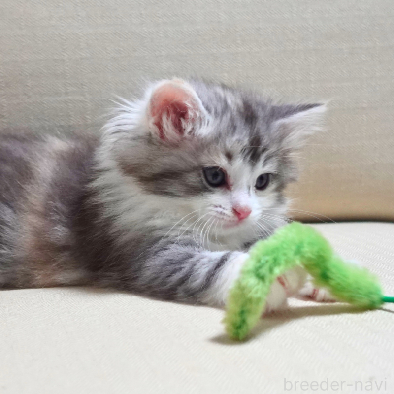 販売中の神奈川県のノルウェージャンフォレストキャット-131977の14枚目