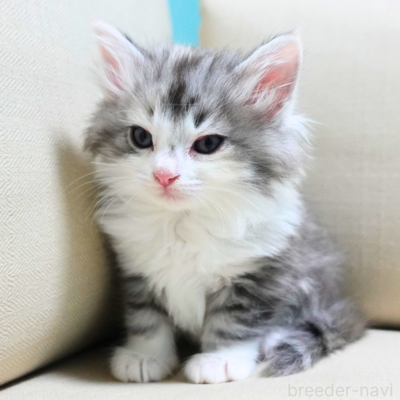 販売中の神奈川県のノルウェージャンフォレストキャット-131977の11枚目