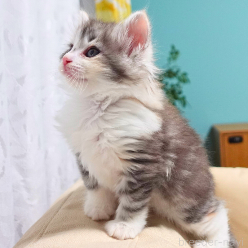 販売中の神奈川県のノルウェージャンフォレストキャット-131977の10枚目