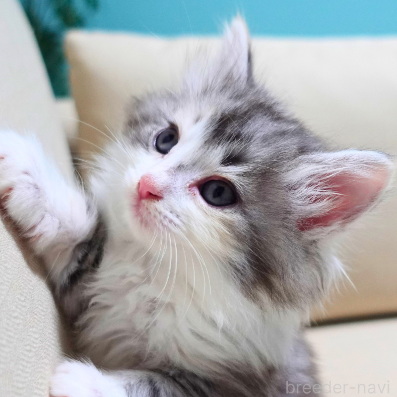 販売中の神奈川県のノルウェージャンフォレストキャット-131977の9枚目