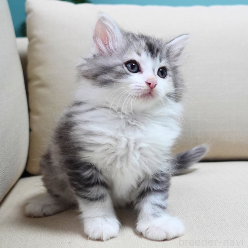 販売中の神奈川県のノルウェージャンフォレストキャット-131977の8枚目