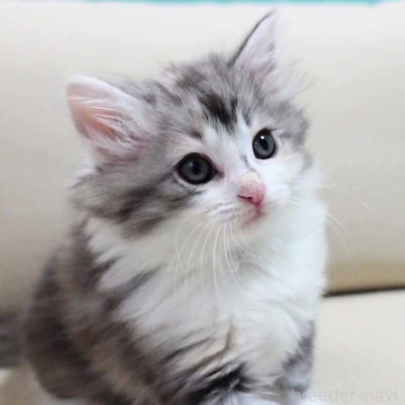 販売中の神奈川県のノルウェージャンフォレストキャット-131977の2枚目