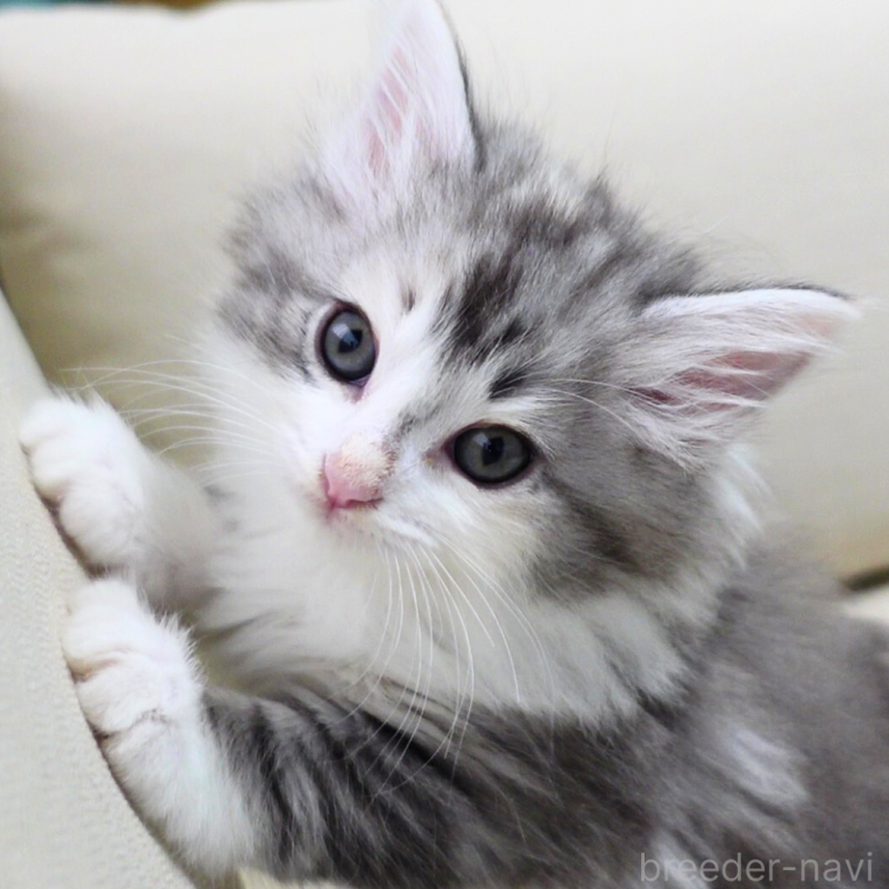 販売中の神奈川県のノルウェージャンフォレストキャット-131977の1枚目