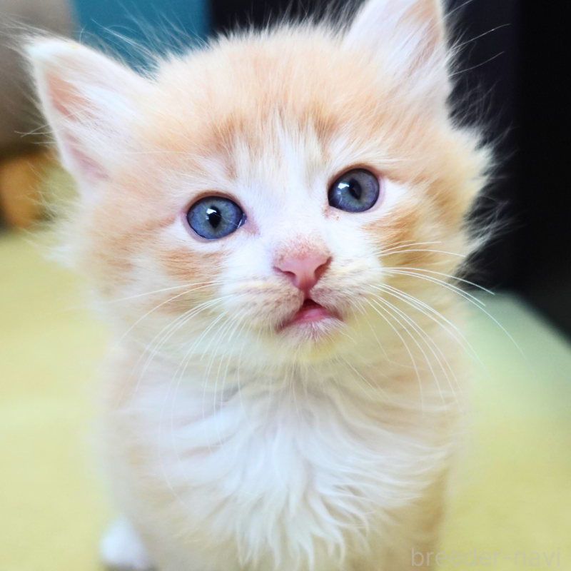 販売中の神奈川県のノルウェージャンフォレストキャット-131978の13枚目