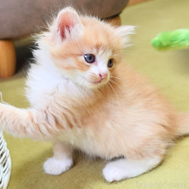 販売中の神奈川県のノルウェージャンフォレストキャット-131978の12枚目