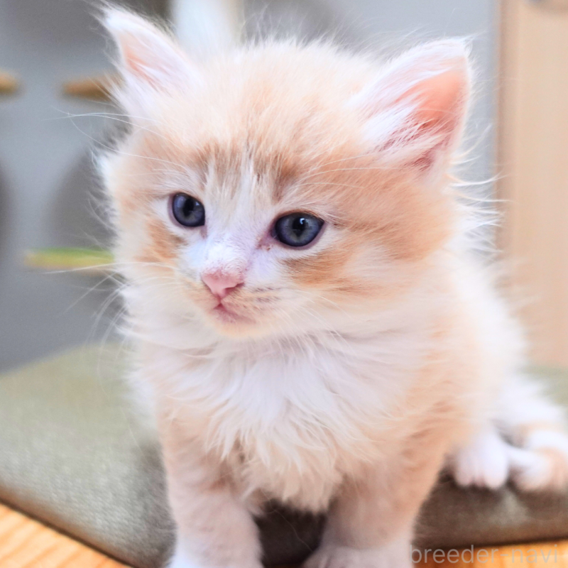 販売中の神奈川県のノルウェージャンフォレストキャット-131978の11枚目