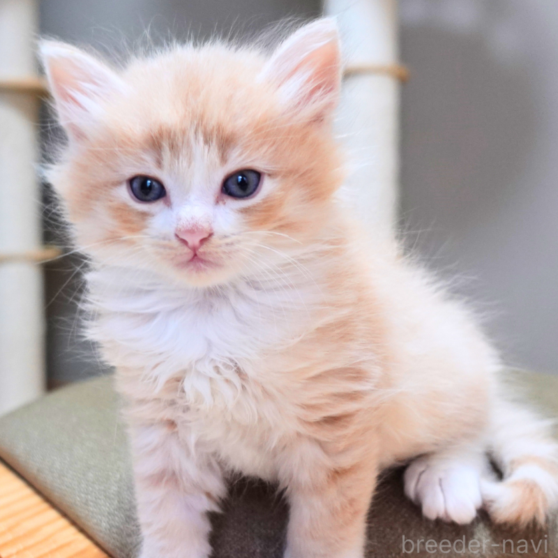 販売中の神奈川県のノルウェージャンフォレストキャット-131978の10枚目