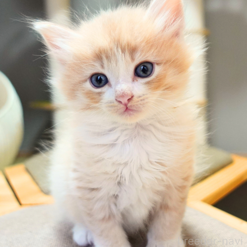 販売中の神奈川県のノルウェージャンフォレストキャット-131978の9枚目