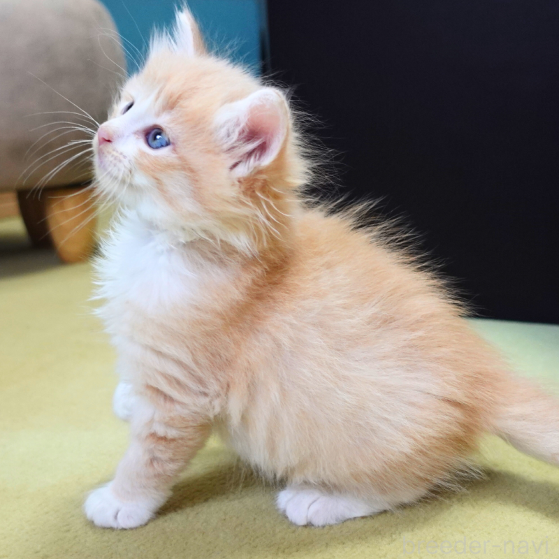 販売中の神奈川県のノルウェージャンフォレストキャット-131978の8枚目