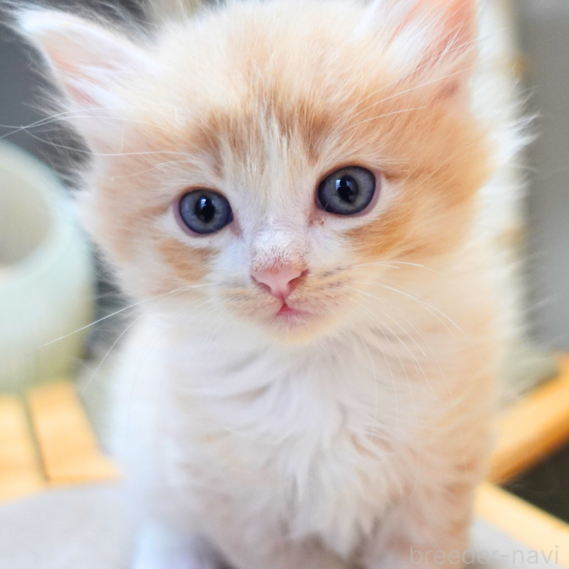 販売中の神奈川県のノルウェージャンフォレストキャット-131978の7枚目