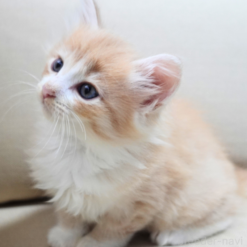 販売中の神奈川県のノルウェージャンフォレストキャット-131978の6枚目