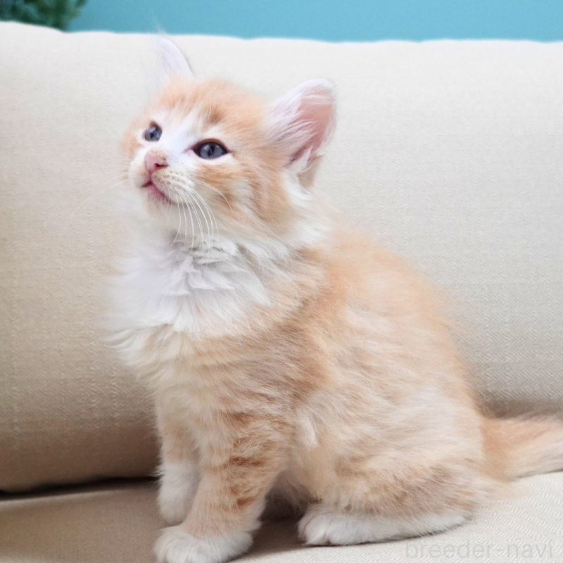 販売中の神奈川県のノルウェージャンフォレストキャット-131978の3枚目