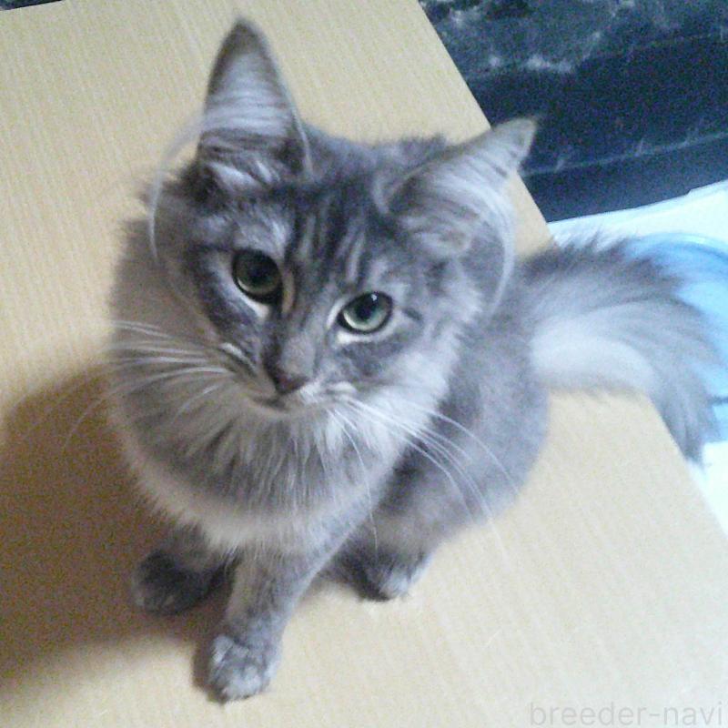 販売中の愛知県のノルウェージャンフォレストキャット-122005