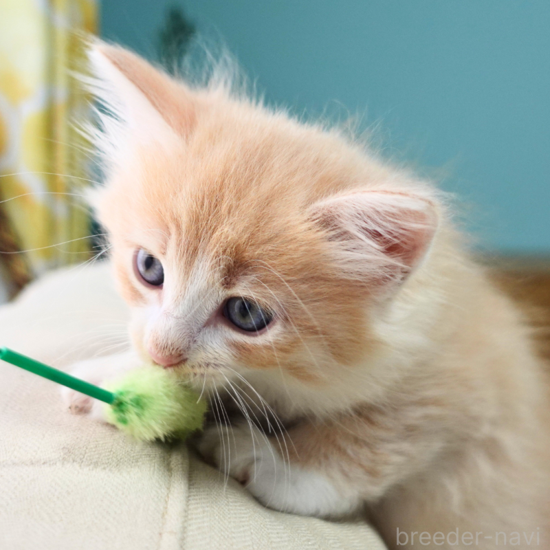 販売中の神奈川県のノルウェージャンフォレストキャット-131978の2枚目