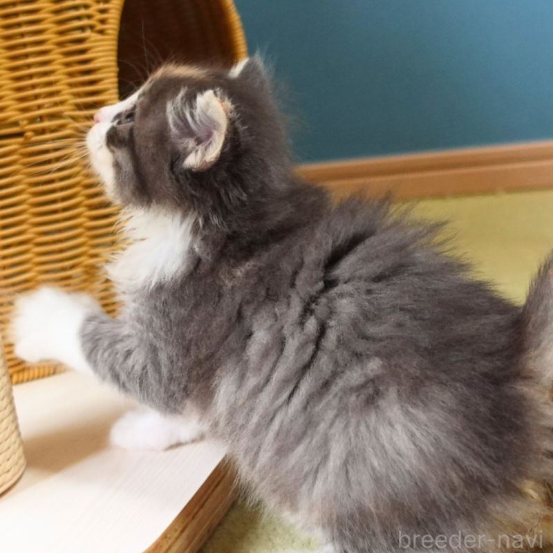 販売中の神奈川県のノルウェージャンフォレストキャット-131979の15枚目