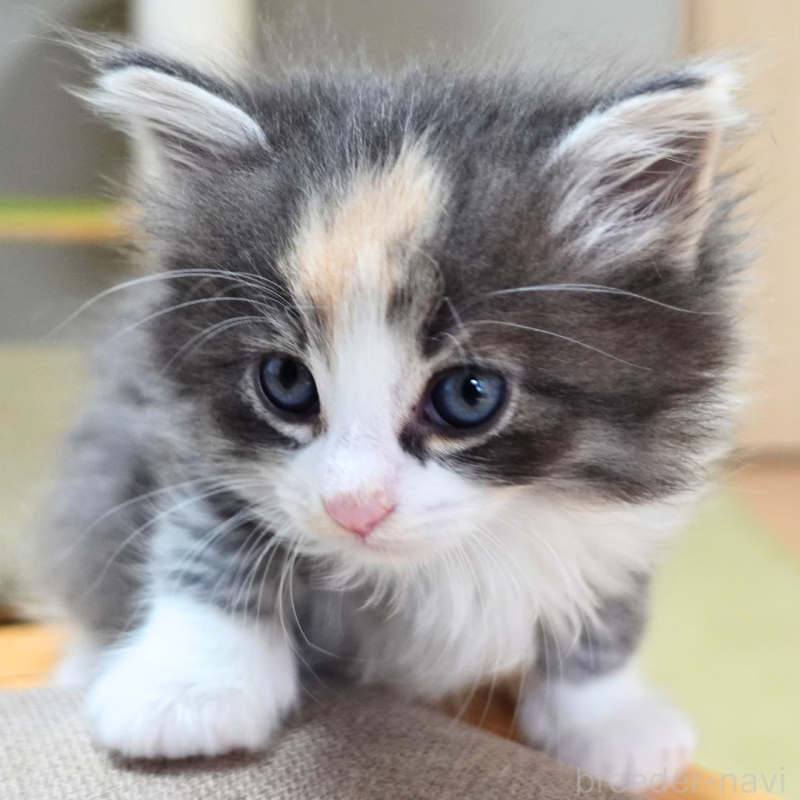 販売中の神奈川県のノルウェージャンフォレストキャット-131979の13枚目