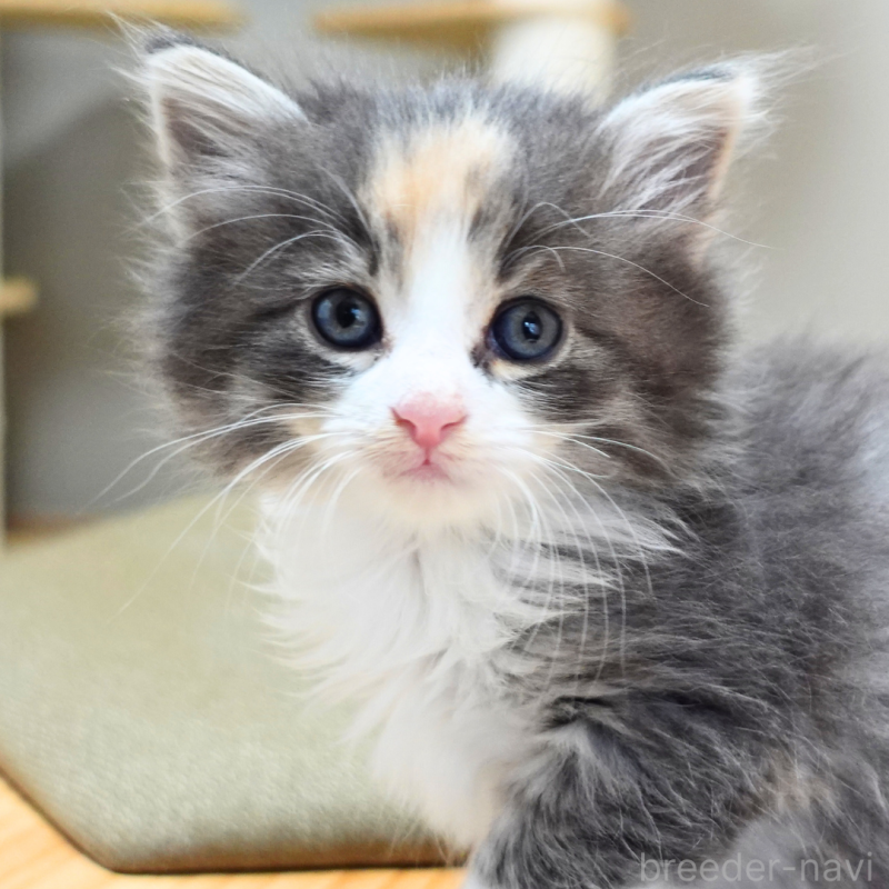 販売中の神奈川県のノルウェージャンフォレストキャット-131979の12枚目