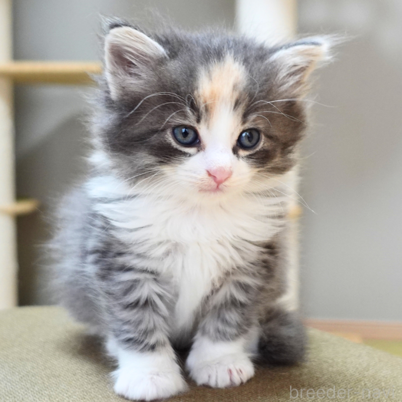 販売中の神奈川県のノルウェージャンフォレストキャット-131979の11枚目