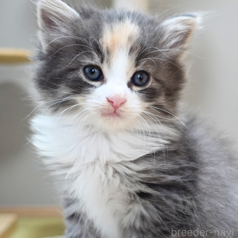販売中の神奈川県のノルウェージャンフォレストキャット-131979の10枚目