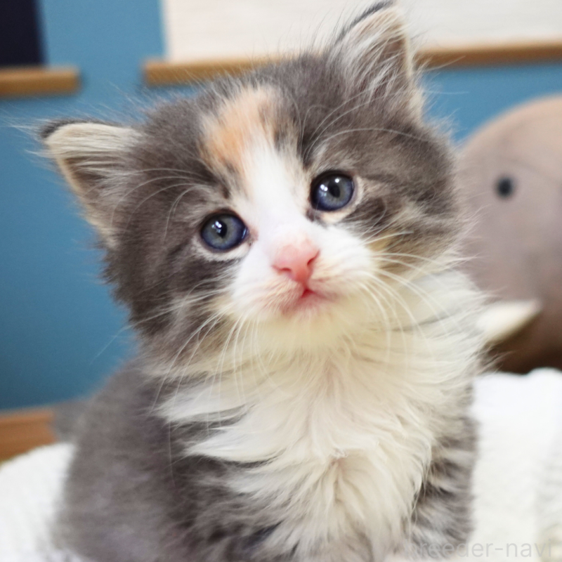 販売中の神奈川県のノルウェージャンフォレストキャット-131979の9枚目
