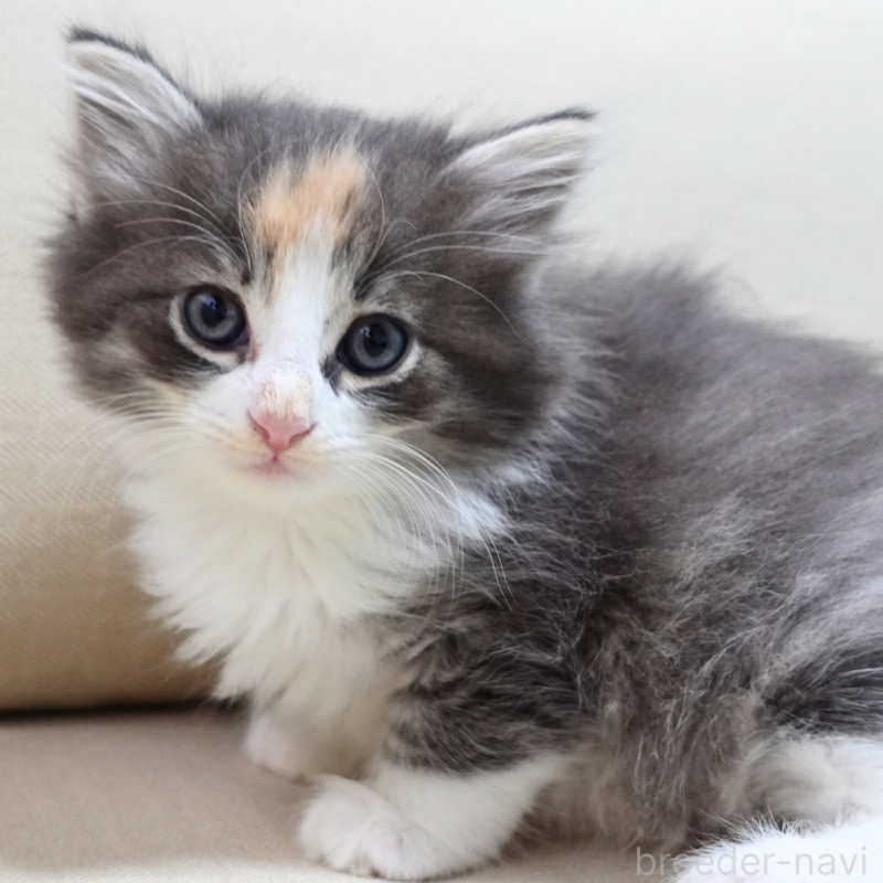 販売中の神奈川県のノルウェージャンフォレストキャット-131979の7枚目