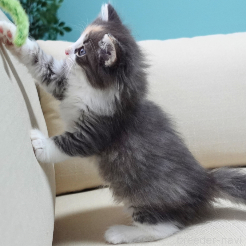 販売中の神奈川県のノルウェージャンフォレストキャット-131979の6枚目