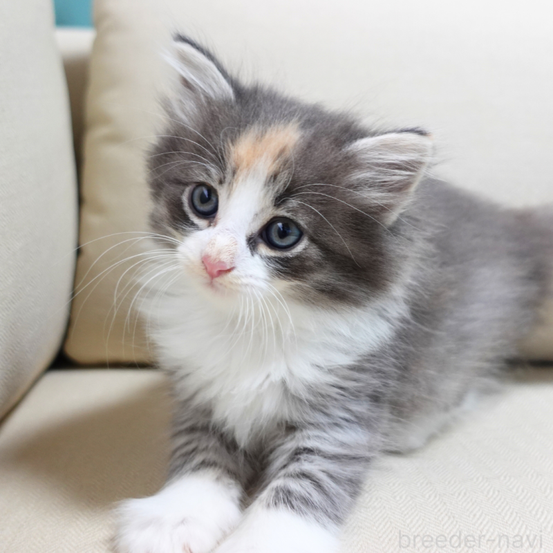 販売中の神奈川県のノルウェージャンフォレストキャット-131979の5枚目