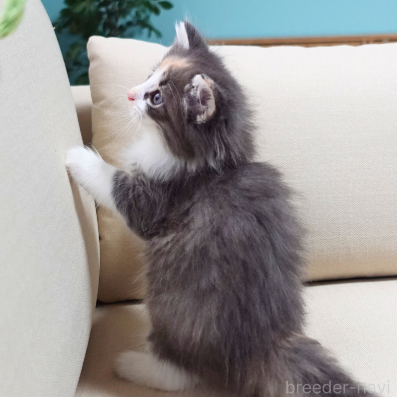 販売中の神奈川県のノルウェージャンフォレストキャット-131979の4枚目