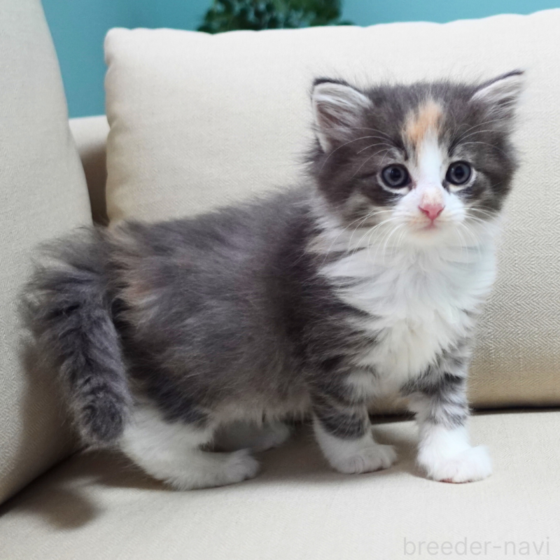 販売中の神奈川県のノルウェージャンフォレストキャット-131979の2枚目