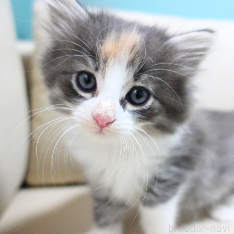 販売中の神奈川県のノルウェージャンフォレストキャット-131979の1枚目