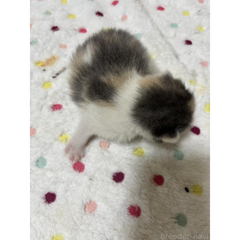 販売中の栃木県のブリティッシュショートヘア-131980の2枚目