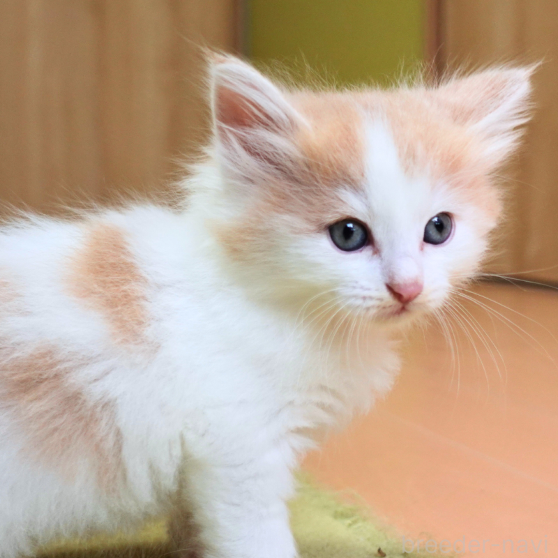 販売中の神奈川県のノルウェージャンフォレストキャット-131983の15枚目