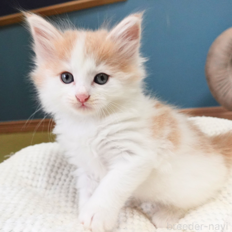 販売中の神奈川県のノルウェージャンフォレストキャット-131983の14枚目