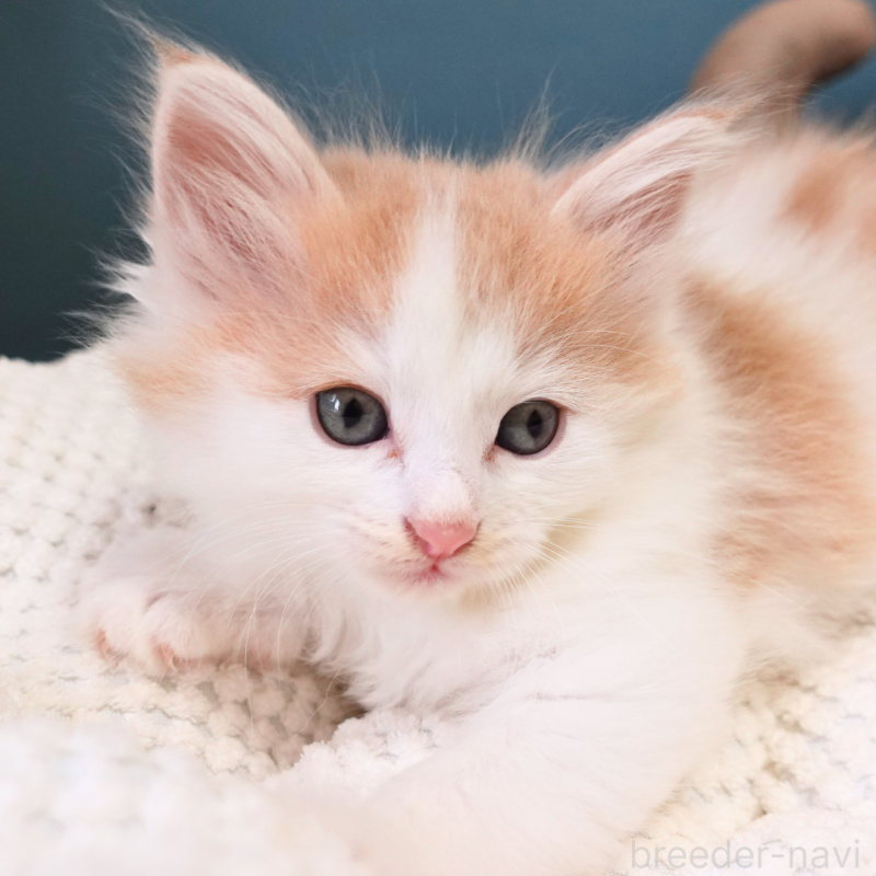 販売中の神奈川県のノルウェージャンフォレストキャット-131983の13枚目